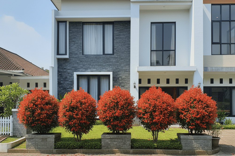 Pohon yang Bikin Rumah Sejuk