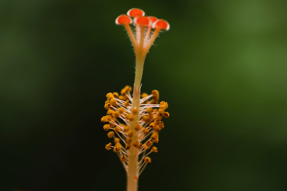 Organ Reproduksi Jantan Pada Bunga