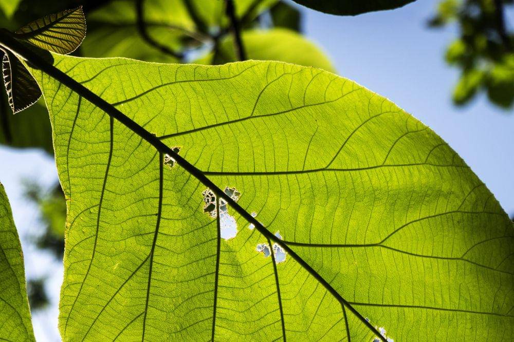 Pengetahuan Anak Fungsi Stomata pada Daun dan Fotosintesis