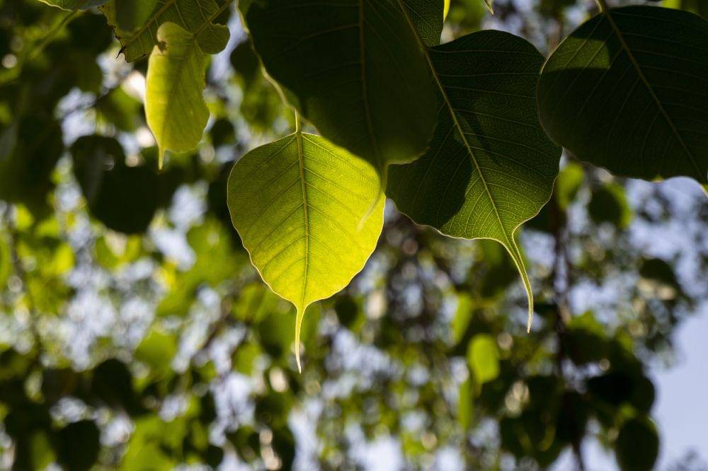 Pengetahuan Anak Fungsi Stomata pada Daun dan Fotosintesis