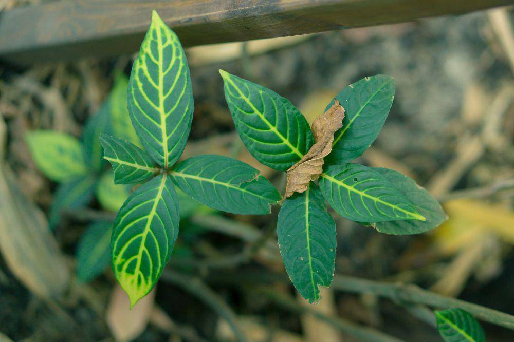 Pengetahuan Anak Fungsi Stomata pada Daun dan Fotosintesis