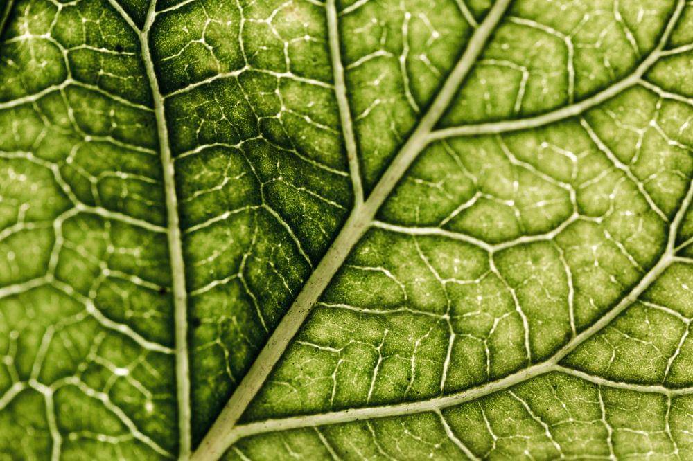 Pengetahuan Anak Fungsi Stomata pada Daun dan Fotosintesis