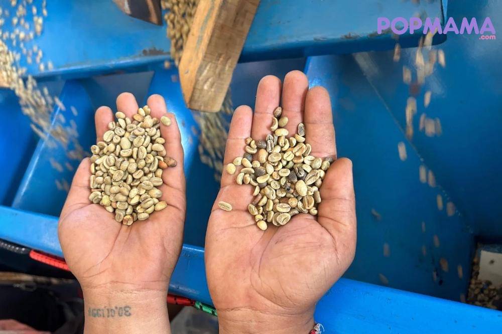 kopi kenangan_20251004_201147_0000.jpg