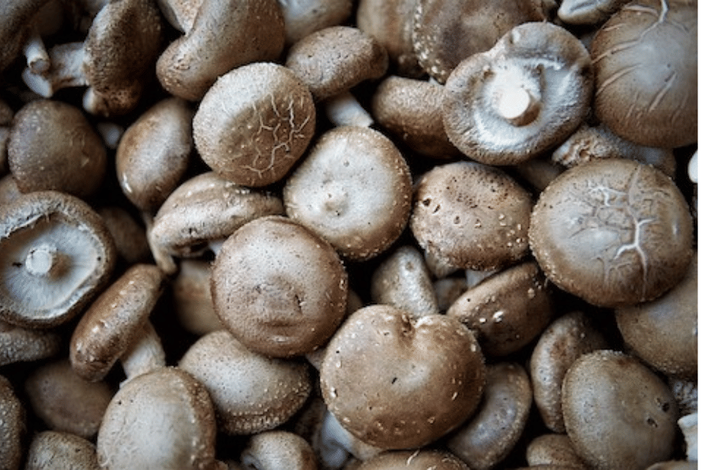 Kaldu Jamur Merang Pengganti MSG