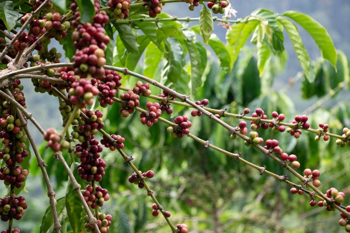 Indonesia Peringkat ke-3 Jadi Negara Penghasil Kopi Terbanyak di Dunia