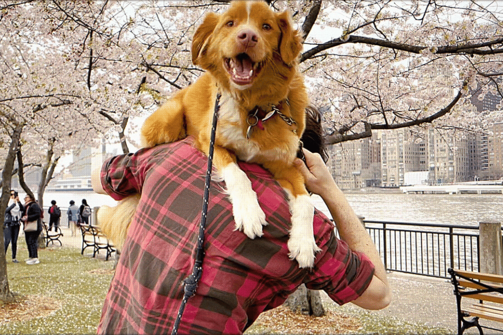 Film Good Boy Ambil Sudut Pandang Anjing di Rumah Berhantu 