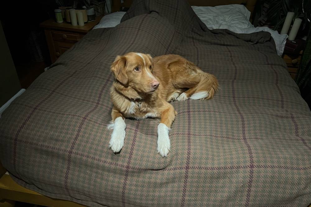 Film Good Boy Ambil Sudut Pandang Anjing di Rumah Berhantu 