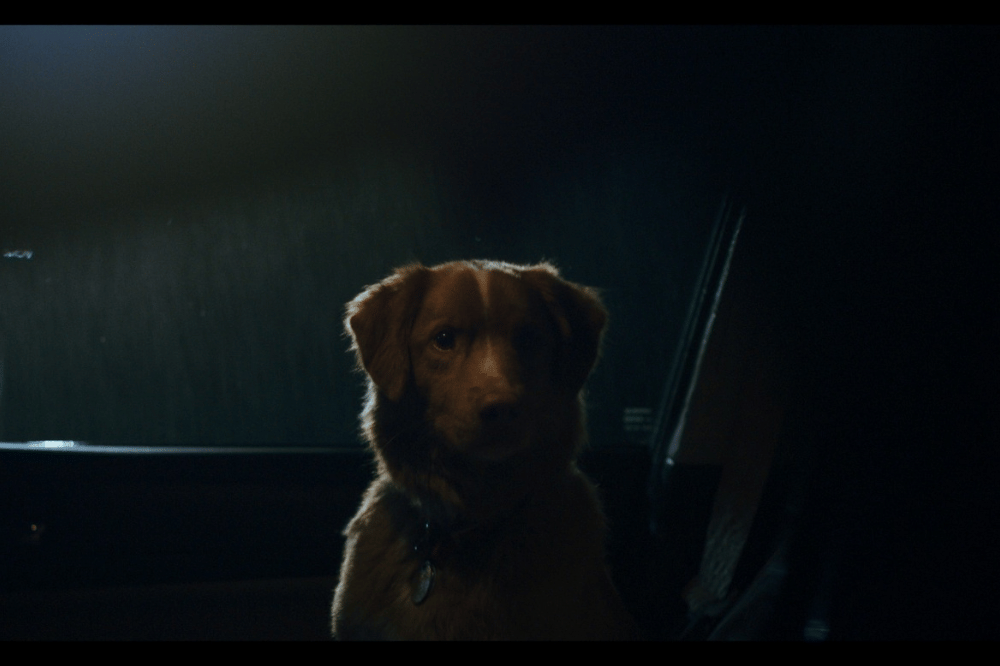 Film Good Boy Ambil Sudut Pandang Anjing di Rumah Berhantu 