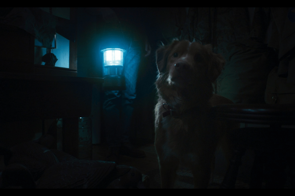 Film Good Boy Ambil Sudut Pandang Anjing di Rumah Berhantu 