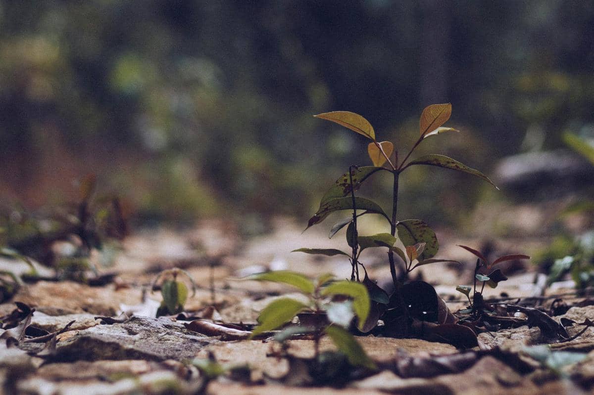 Hari Pohon Sedunia, Ini Sejarah dan Maknanya!