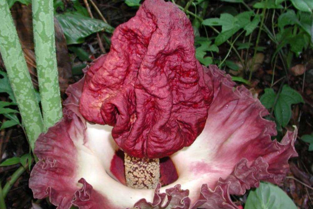 bunga bangkai di jaksel