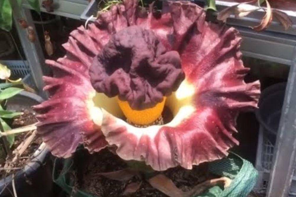 bunga bangkai di jaksel