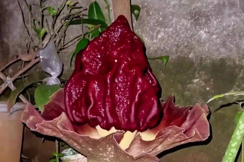 bunga bangkai di jaksel