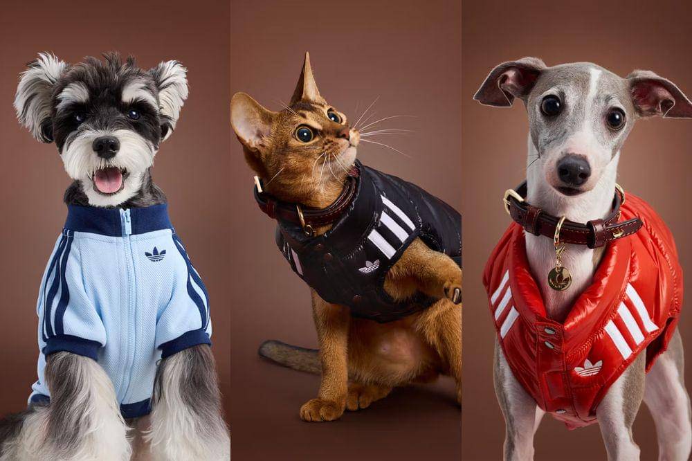 adidas pet collection