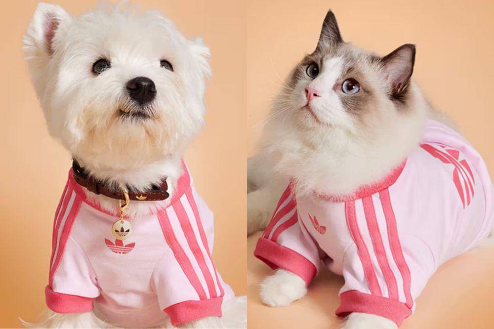 adidas pet collection