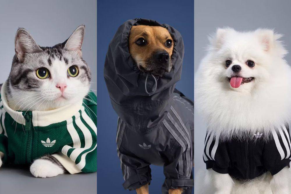 adidas pet collection