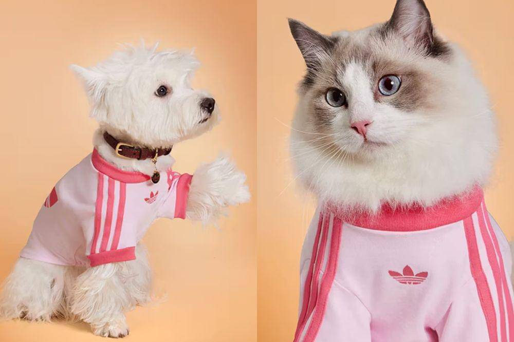adidas pet collection