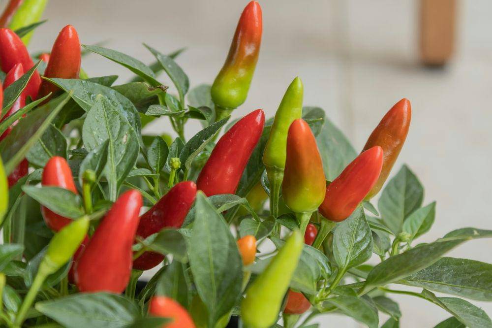 Cara Menyimpan Cabai di Kulkas agar Awet