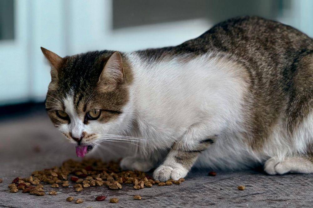 Penyebab Nafsu Makan Kucing Berkurang