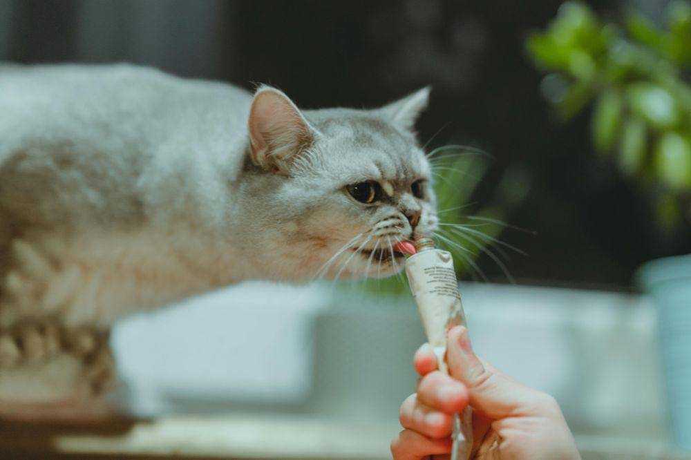 Penyebab Nafsu Makan Kucing Berkurang