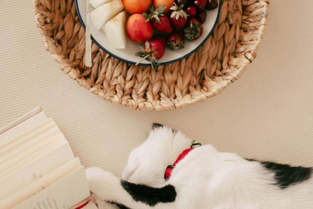 Penyebab Nafsu Makan Kucing Berkurang