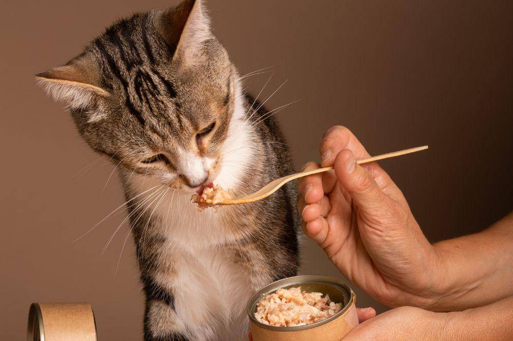 Penyebab Nafsu Makan Kucing Berkurang