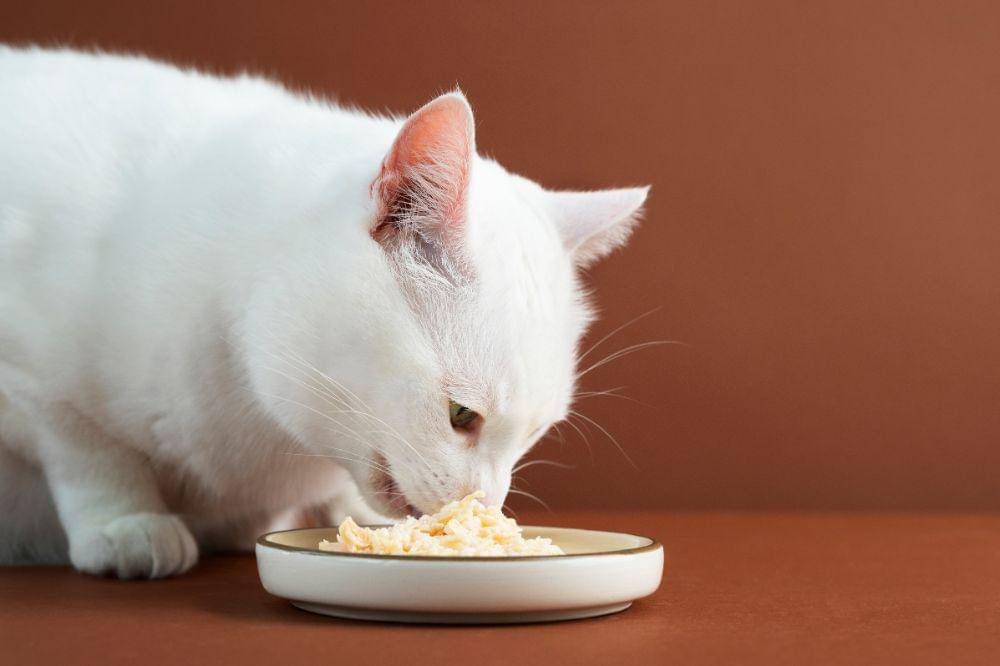Penyebab Nafsu Makan Kucing Berkurang