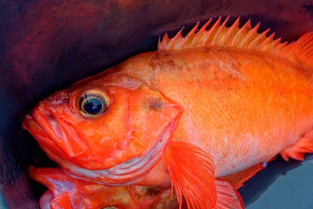 7 Ikan yang Mengandung Merkuri Tinggi, Sering Dimakan Tanpa Disadari!