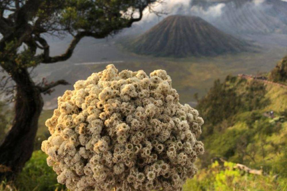 Tiara Andini Ungkap Fakta Lagu di Album Edelweiss