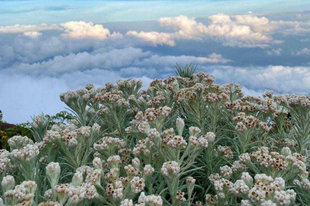 Tiara Andini Curhat Soal Perjuangan Hidup di Album Edelweiss