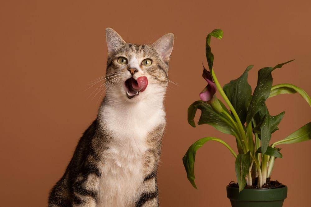 Kenapa Bulu Kucing Rontok