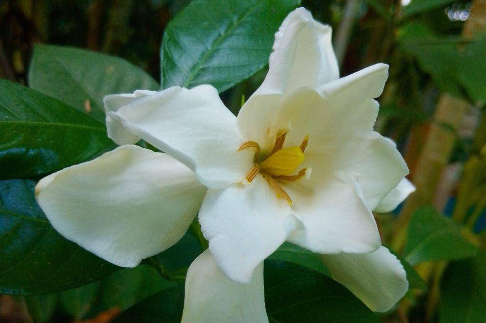 9 Bunga yang Beraroma Wangi saat Malam Hari