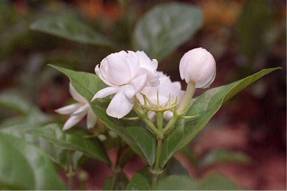 9 Bunga yang Beraroma Wangi saat Malam Hari