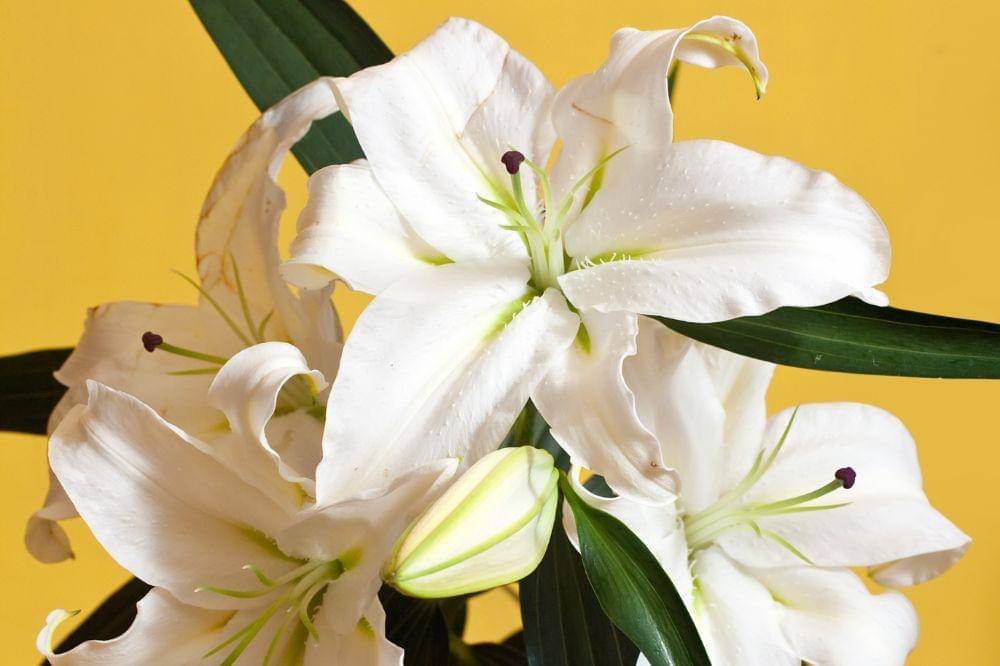 9 Bunga yang Beraroma Wangi saat Malam Hari