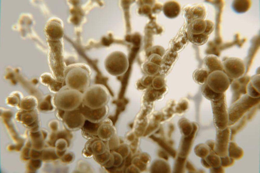 Kuas Make Up Mengandung Banyak Bakteri, Berbahaya bagi Kesehatan