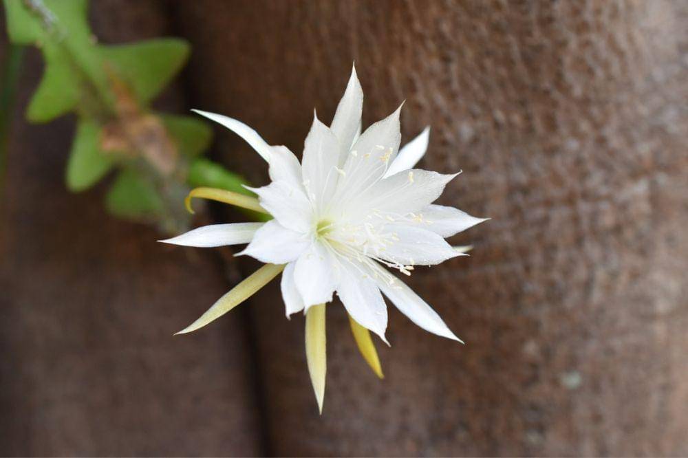 9 Bunga yang Beraroma Wangi saat Malam Hari