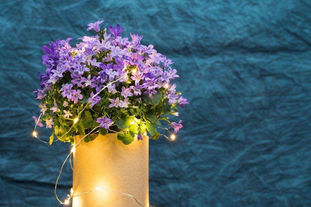 9 Bunga yang Beraroma Wangi saat Malam Hari