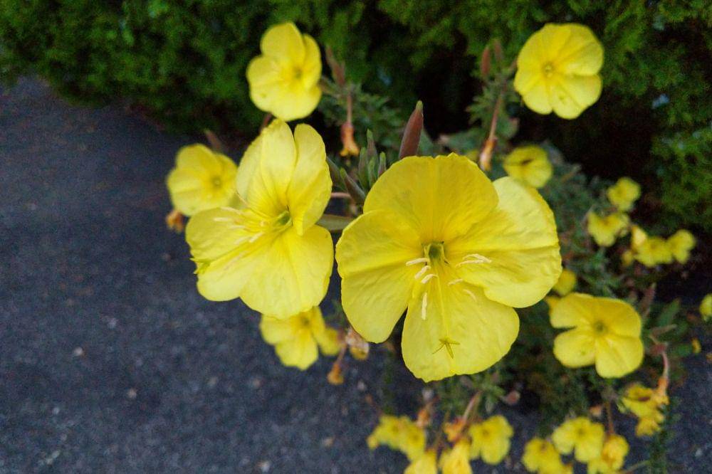 9 Bunga yang Beraroma Wangi saat Malam Hari