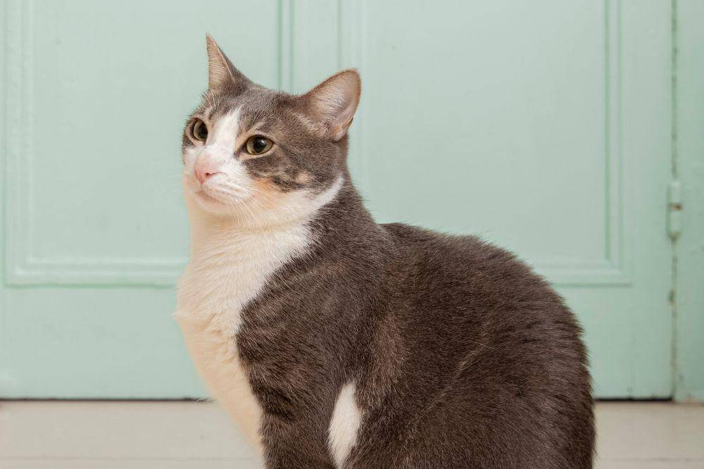 Kenapa Bulu Kucing Rontok