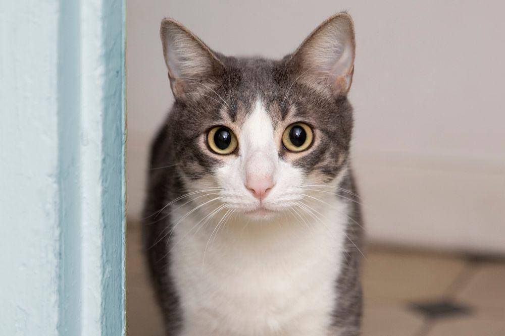 Kenapa Bulu Kucing Rontok