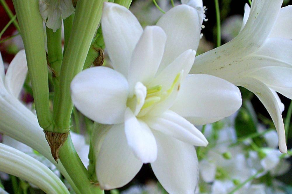 9 Bunga yang Beraroma Wangi saat Malam Hari