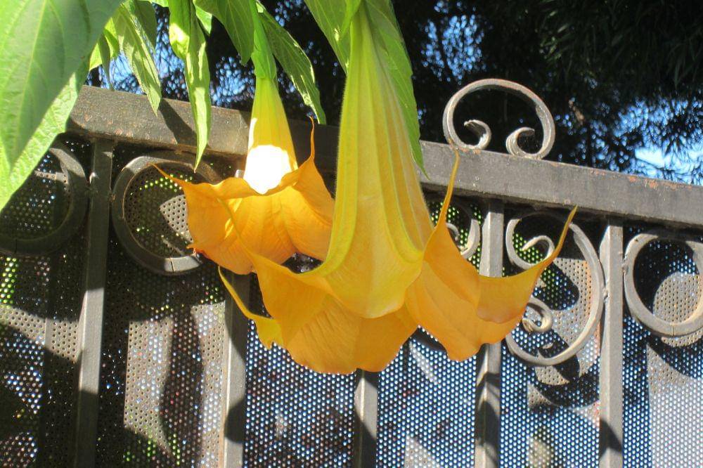 9 Bunga yang Beraroma Wangi saat Malam Hari