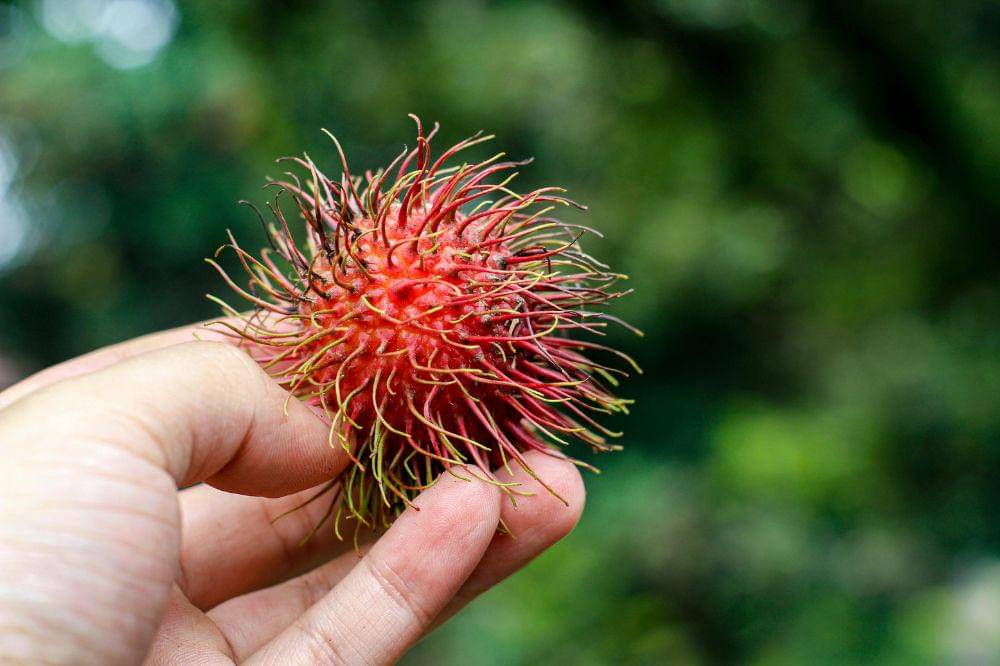 Cara Menyimpan Rambutan