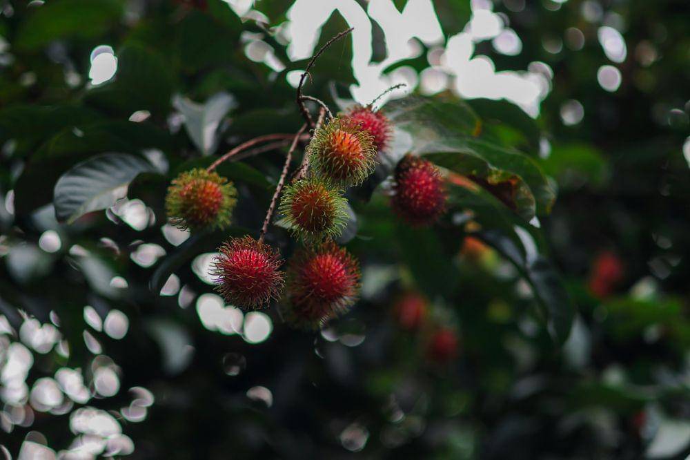 Cara Menyimpan Rambutan