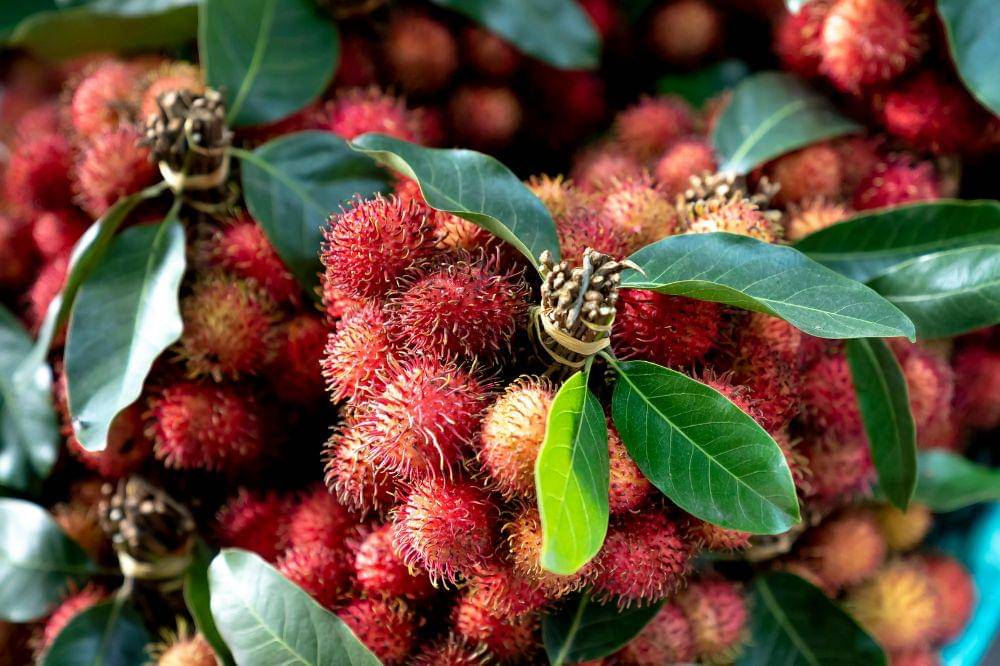 Cara Menyimpan Rambutan