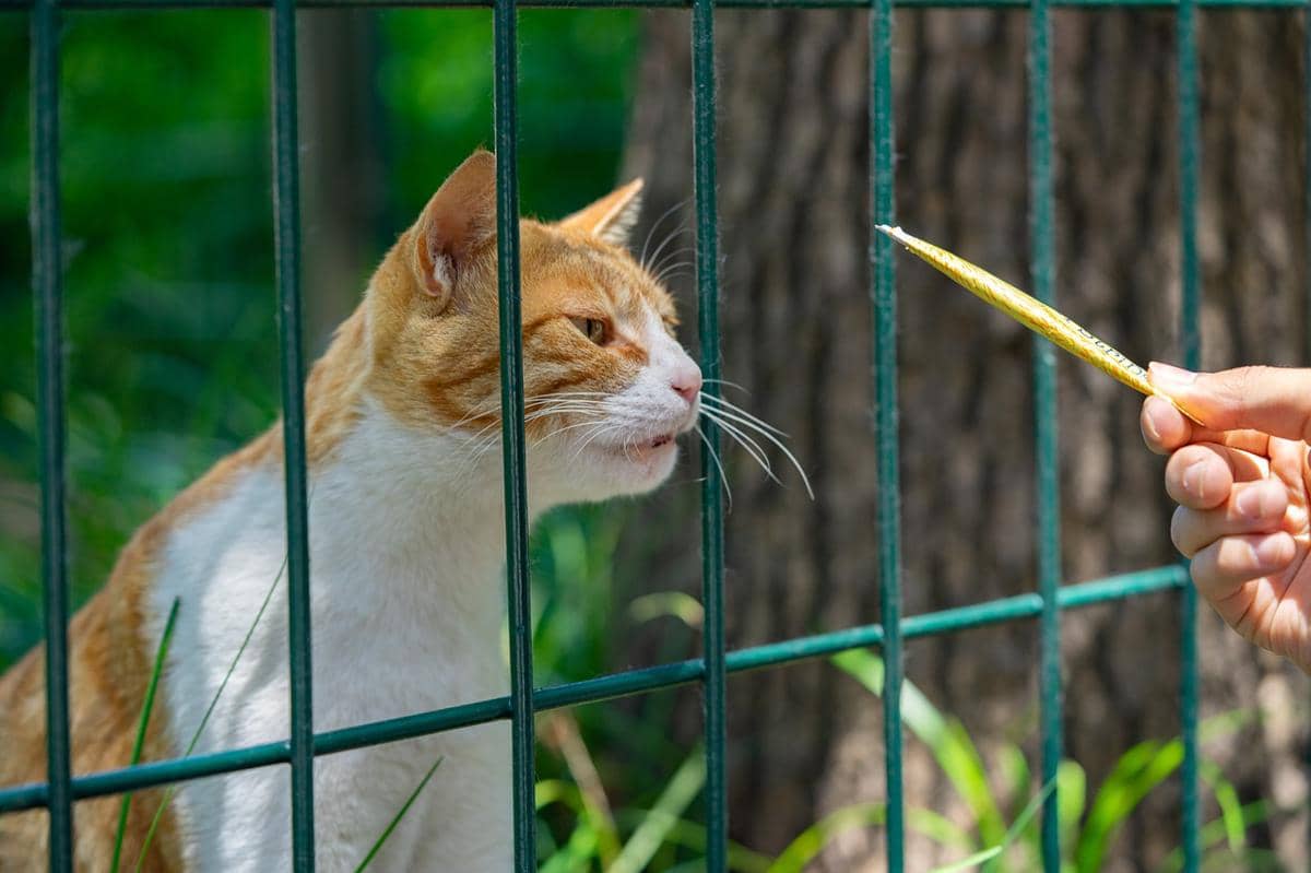 Cara Aman Mengusir Kucing Liar agar Tidak Kembali Lagi