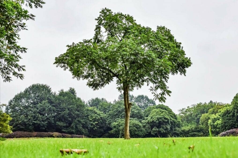 Hari Pohon Sedunia, Ini Sejarah dan Maknanya!