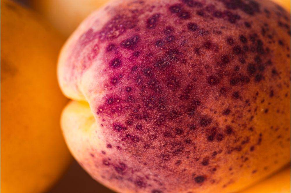 Penyebab Buah Busuk Saat Disimpan