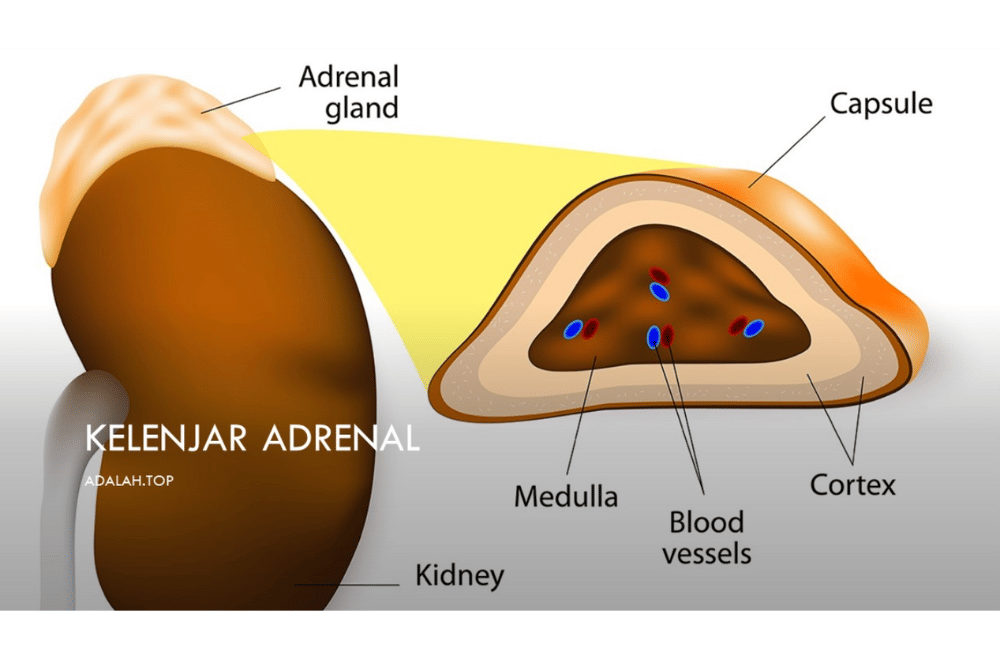 kelenjar adrenal.png