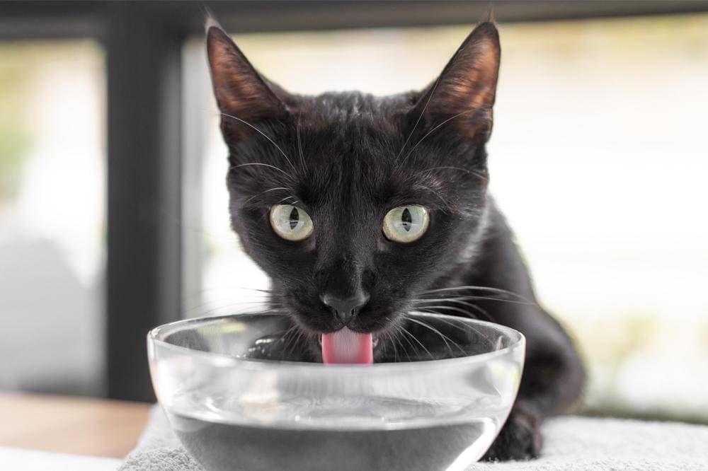 Penyebab Kucing Susah Kencing